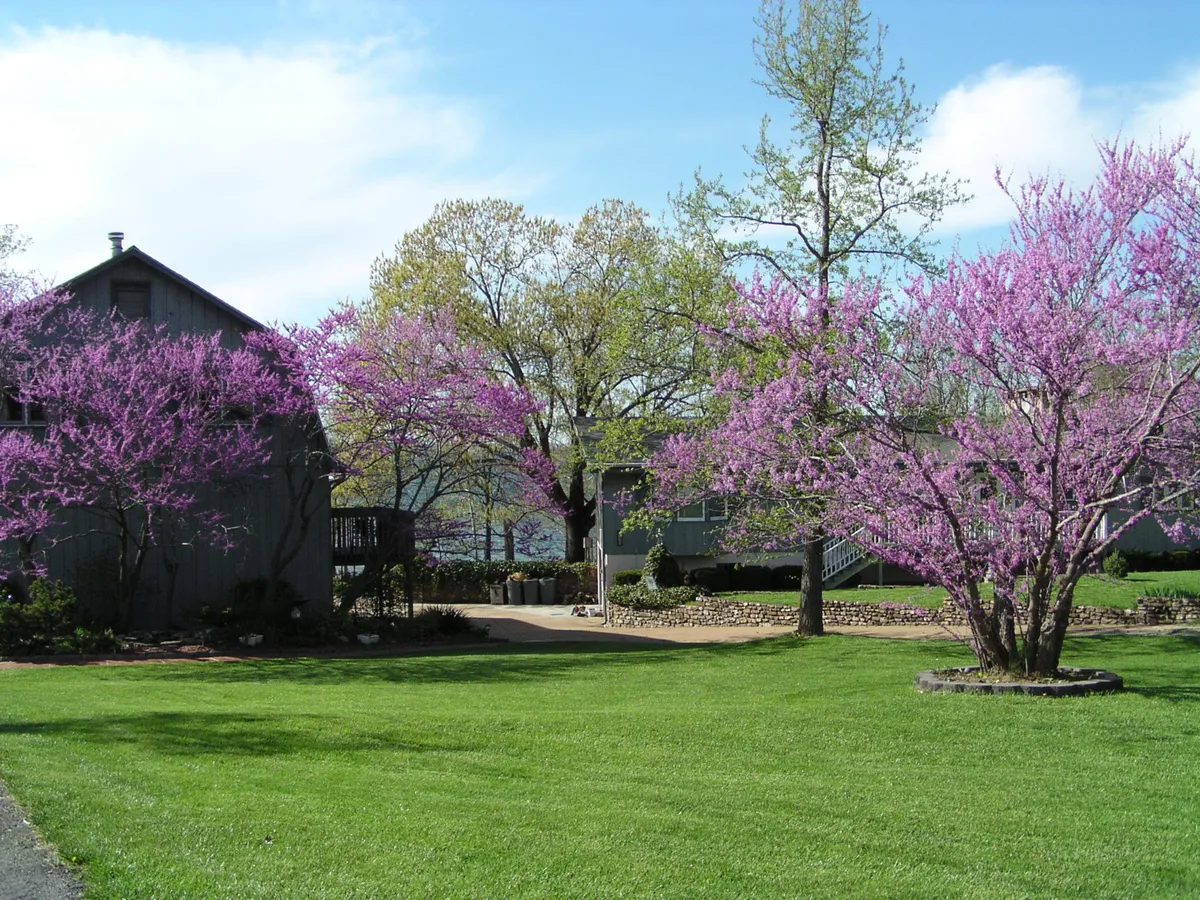 This exterior scene showcases vibrant pink flowering trees, a lush green lawn, and a rustic building facade. The pathway leading to the house and the inviting landscaping suggest a welcoming arrival and opportunities for outdoor gatherings.
